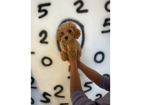 Toy poodle bebekler orijinal wc eğitimli ev üretimi
