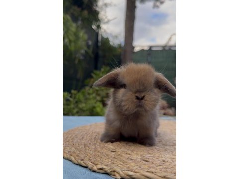 Mini lop tavşan yavruları