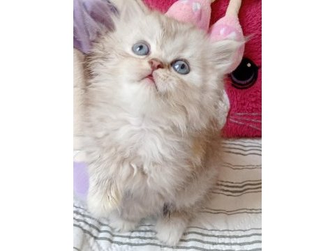 British longhair kedisi