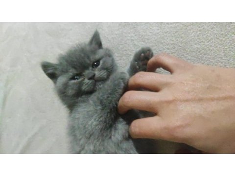 Minik british shorthair kız