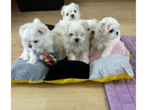 Korean maltese 1.250 gram