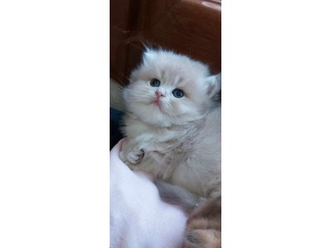 Show kalite safkan british shorthair & longhair