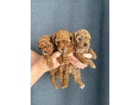 Orji̇nal red brown  face baby toy poodle yavrular