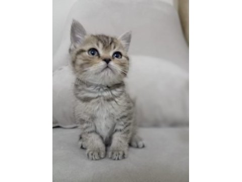 British shorthair yavrular