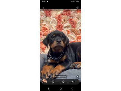 Şecereli dişi rottweiler yavrumuz yeni ailesini bekliyor