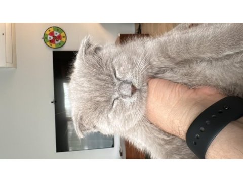 3 aylık scottish fold yavrularım