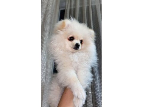 Pomeranian yavrular ırk sağlık garantili
