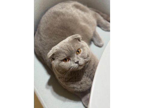 Ömürlük yuvasını arayan sevgi yumağı kedimiz