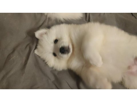 23 haziran doğumlu safkan a kalite samoyed bebekler