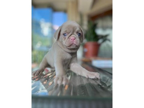 Pug mops (pink)