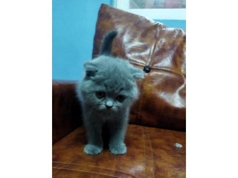 Muhteşem güzellikte scottish fold yavrularımız