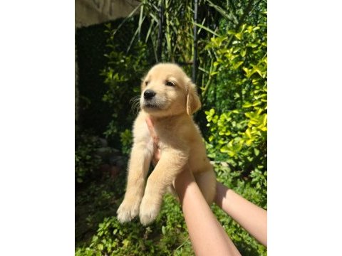 Orjinal golden retriever