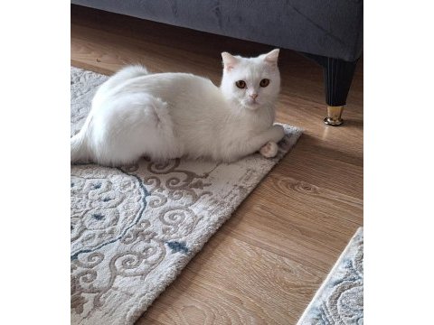 Pamuk gibi british shorthair maya kedimiz