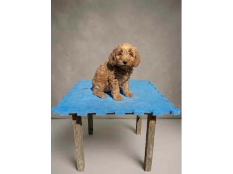 Irk ve sağlık garantılı maltipoo