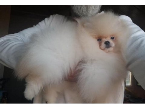 Orijinal pomeranian boo