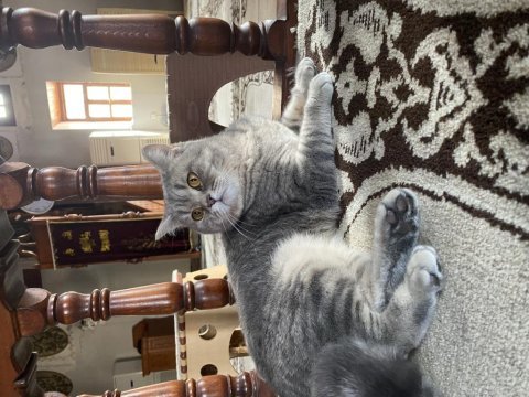 British shorthair tam bir tatlılık