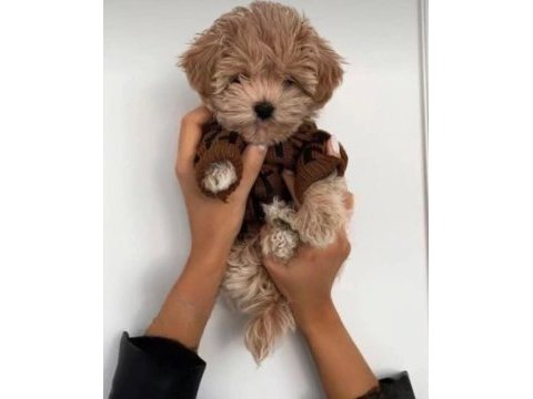 Teacup maltipoo