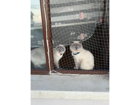 Birbirinden ayrılmayan tatlı kedilerimi sahiplendirme