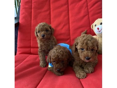 Poodle bebekleri