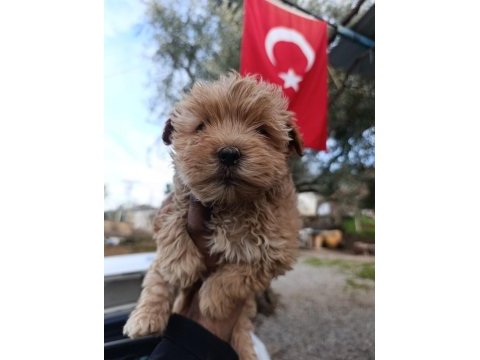 Maltipoo yavrum 55 günlük