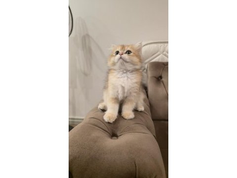 Golden british longhair kedisi