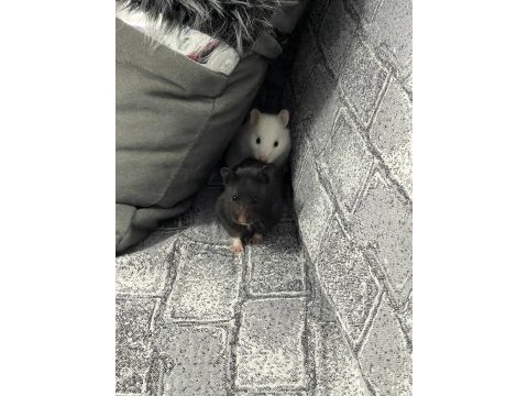 Dişi hamster acil yuva ücretsiz