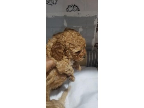 Sevimli poodle yavruları