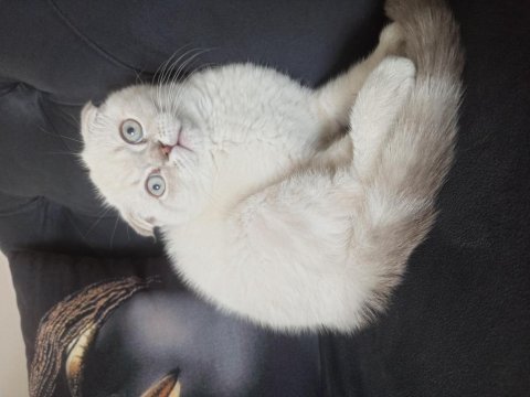 Scottish fold erkek yavrular