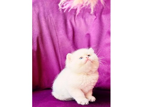 Ns11 dişi british longhair