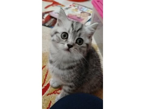 British shorthair ponçik lokma tatlımı kim ister