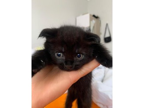 Her cins kedi bulunur