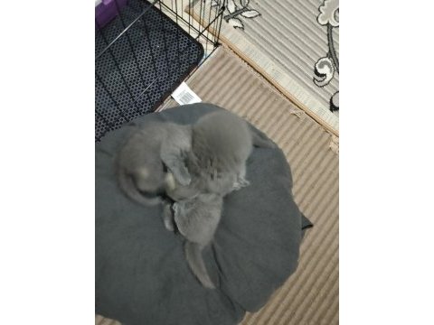 British shorthair yavrularımız yeni sahiplerini bekliyor
