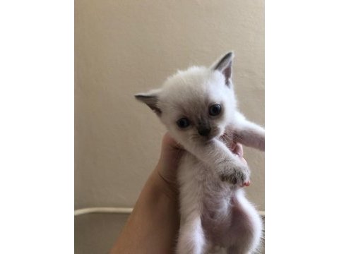 Yavru british longhair blue eyes