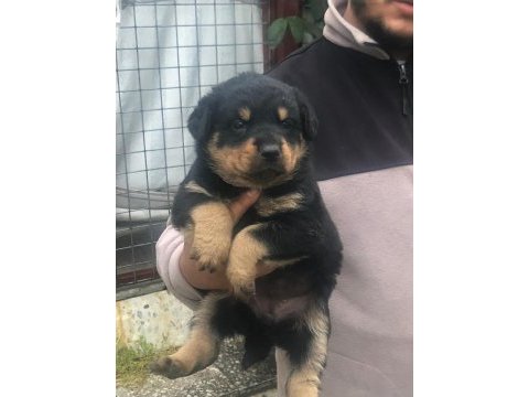 Koca kafa macar rottweiler