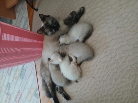 Safkan siyam kedisi yavrular