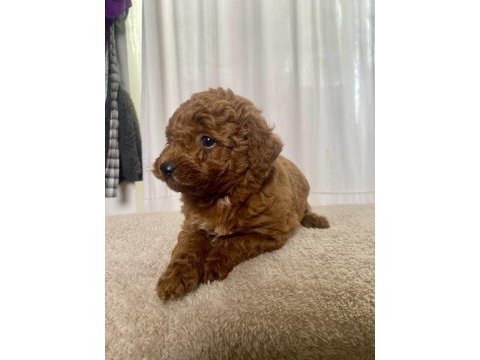 Mini boy red toy poodle kızımız