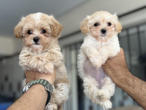Wc eğitimli kore maltipoo yavrularımız