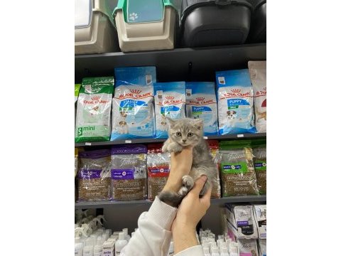 Dişi ve erkek silver tabby bebek british shorthair