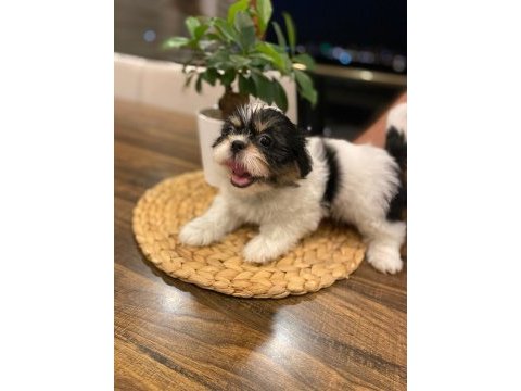 2.5 aylık shih tzu tuvalet eğitimi var erkek