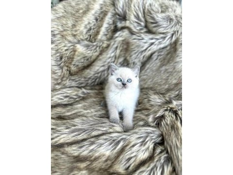 Top kafa british shorthair prenses