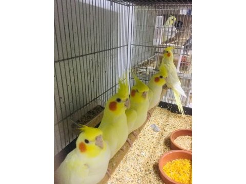 Yeni yeme düşen yavrular sultan papağanı