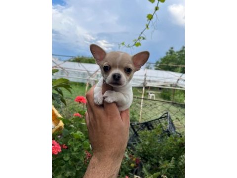 Erkek chihuahua yavrumuz teslime hazır