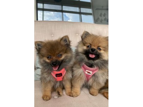 Ukrayna menşeili anne babadan pomeranian