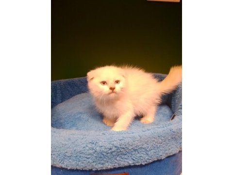 Scottish fold bebeğimiz