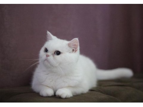 Hamile british shorthair kızımız uygun