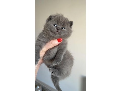 British shorthair prensesim