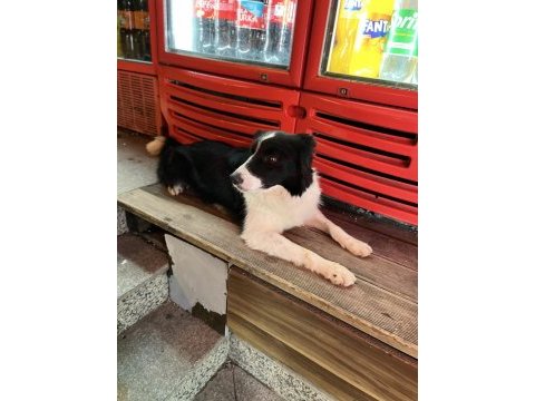 Eğitimli border collie – sks 1.si istanbul