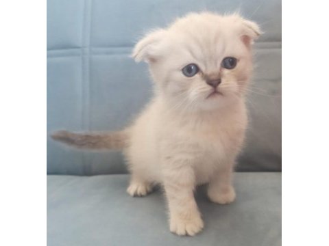 Scottish fold blue point yavru