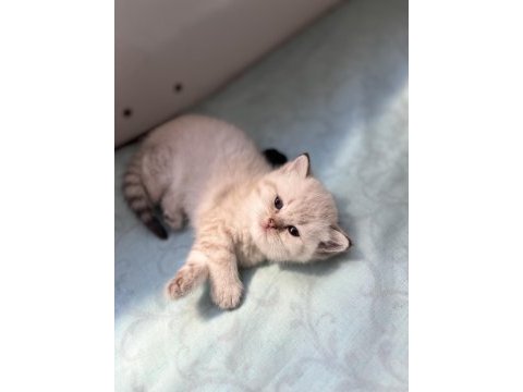 Son british shorthair kedimiz