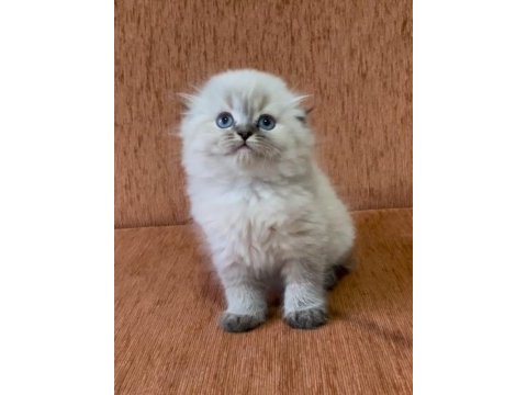 Scottish fold longhair lynx point kızım
